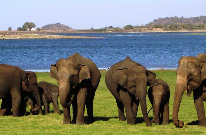 Minneriya National Park Sri Lanka