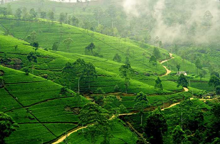 Nuwaraeliya Sri Lanka