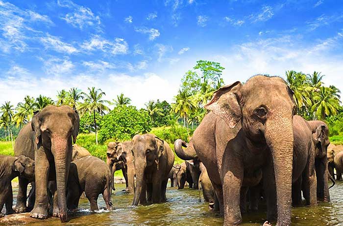 Pinnawala Sri Lanka